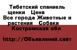 Тибетский спаниель щенки › Цена ­ 60 000 - Все города Животные и растения » Собаки   . Костромская обл.